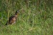 Beautiful partridge bird with brown plumage in a grass field
