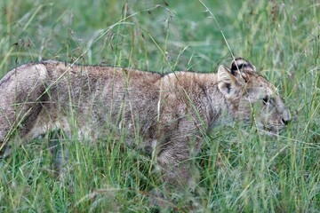 Wall Mural - Cute lion cub walking through a grass field in the Masai Mara, Kenya