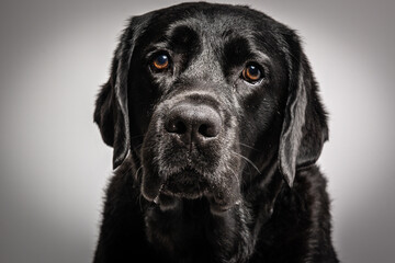 Wall Mural - Black Lab on grey background