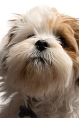 Wall Mural - Lhasa Apso puppy