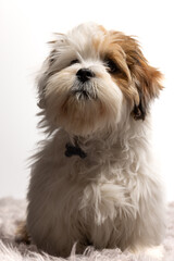 Wall Mural - Lhasa Apso puppy