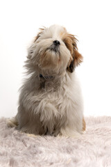 Wall Mural - Lhasa Apso puppy