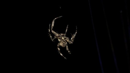 Spider moves in spider web at night and find the victim