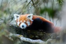 Western Red Panda (Ailurus Fulgens Fulgens) Resting On Branch, Singalila National Park, India / Nepal Border. 
