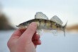 Winter fishing on the river, walleye fishing.