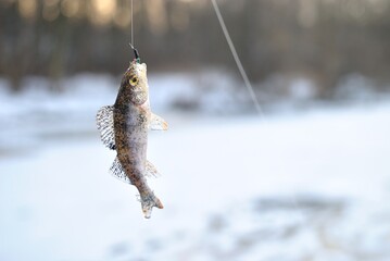 Wall Mural - Winter fishing on the river, roach and perch fishing.