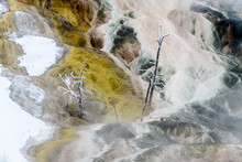 Petrified Trees And Travetine Cascade. Geothermal Feature At Mammoth Hot Springs. Yellowstone National Park, USA. 