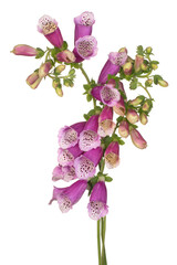 Wall Mural - foxglove flower isolated