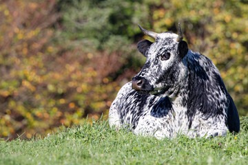 Sticker - vache de race vosgienne