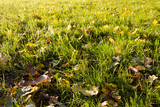Fototapeta Perspektywa 3d - Yellow leaves on green grass