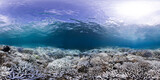 Fototapeta Do akwarium - Coral bleaching landscape underwater in Okinawa, Japan during a global bleaching event