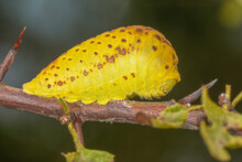 Pupating Caterpillar Of Scarce Swallowtail (Iphiclides Podalirius)