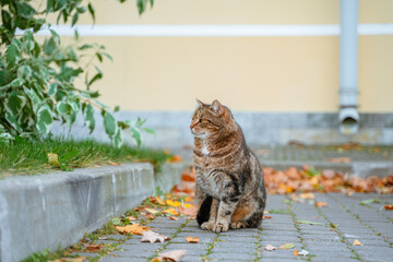 Wall Mural - Striped cat walks outside in autumn