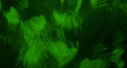 Wall Mural - green hawk feathers with visible detail. background or texture