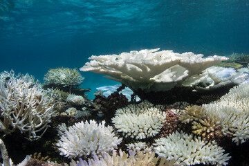 Wall Mural - Underwater photo of bleached corals on a coral reef in the Maldives 
