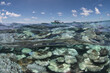 Split photo of coral reef in Maldives that has bleached with a boat in the distance on the surface