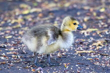 Close-up Side View Of A Canada Goose Chick, British Columbia, Canada