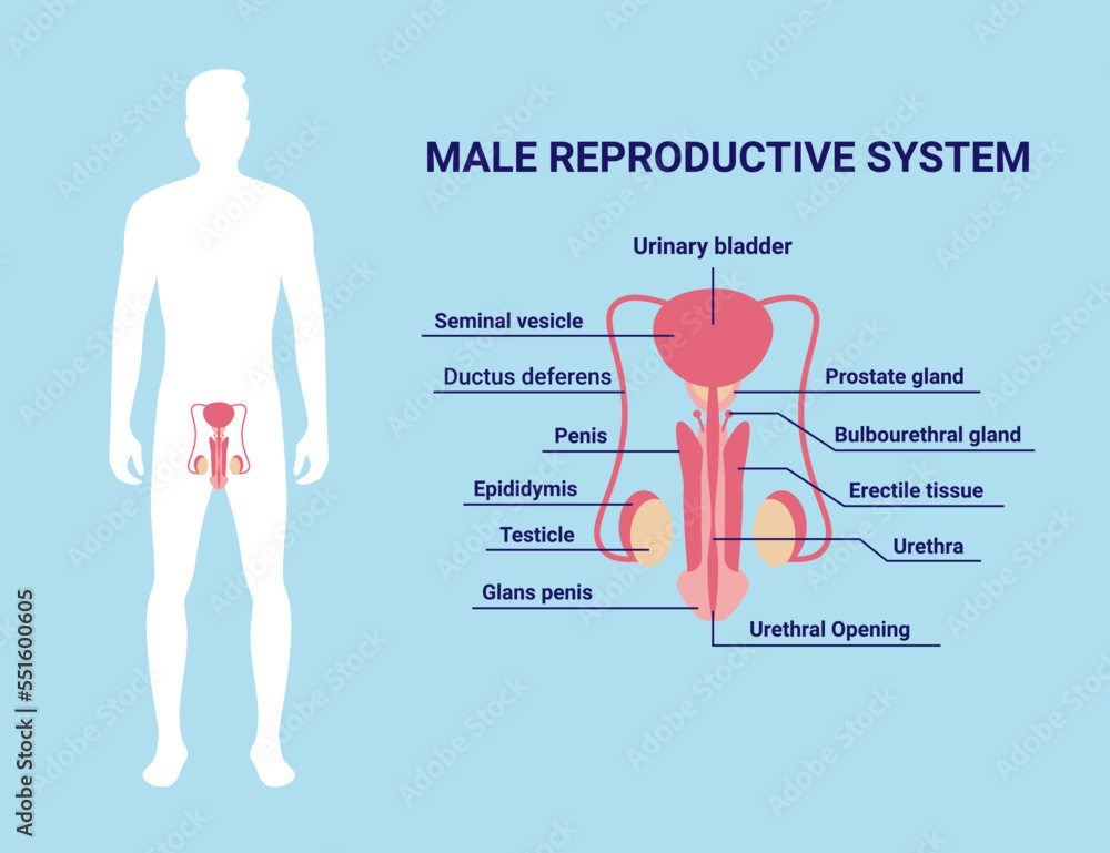 Male reproductive system. Male silhouette and organs with text ...