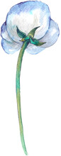 Watercolor Spring Flower Transparent Png