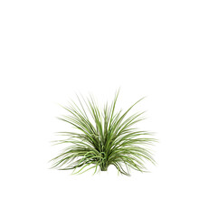 3d Illustration Of Grass Bush Isolated On Transparent Background
