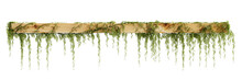 3d Illustration Of Hanging Ivy Isolated On Transparent Background