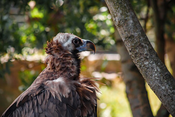 A big bird in the zoo. Photo of the vulture. animals in captivity.