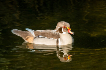 Sticker - Duck swimming in the water 