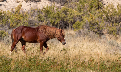 Sticker - Wild Horse in Autumn in the Wyoming Desert