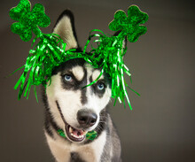 Portrait Of A Siberian Husky Wearing A Green Bow Tie And Four-leaf Clover Headband For St Patrick's Day