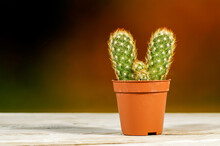Decorative Small Cacti With Long Colorful Spikes In A Pot On A Dynamic Colorful Blurred Background, Close-up Plants