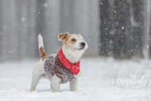 Jack Russell Terrier Stands In The Forest. Snowing. A Dog In A Festive Red Scarf With A Bubo And A Brown Sweater Against The Backdrop Of Trees. Christmas Concept
