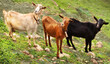 © Sara Sanchez PHOTO - Cabras, de tres colores, de la Sierra de Salamanca (España)