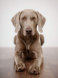 canvas print picture - ein weimaraner hund liegt auf dem boden und schaut direkt in die kamera, foto mit geringer tiefenschärfe genau auf den augen