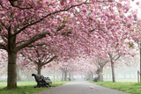 Fototapeta Przestrzenne - Stunning Cherry Blossom in a park in London, uk