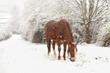 Ein Pferd sucht unter Schneedecke Gras zum Fressen.