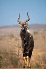 Poster - Nyala at a waterhole in South Africa