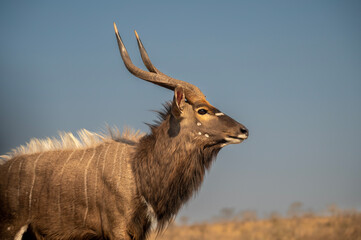 Wall Mural - Portrait of a Nyala at a waterhole in South Africa