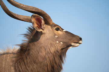 Poster - Portrait of a Nyala at a waterhole in South Africa