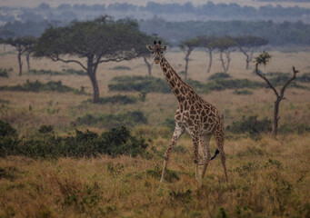 Poster - A Giraffe in Kenya, Africa