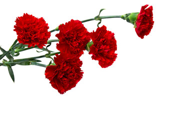 Wall Mural - Bouquet of red flowers carnations ( Dianthus caryophyllus ) on a white background with space for text