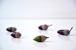 acorn on a surface