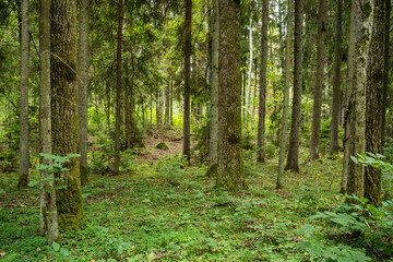 Fototapeta łotwa las wzgórze