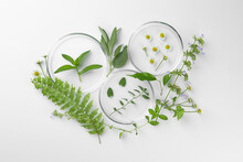 Petri Dishes With Different Plants On White Background, Flat Lay