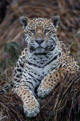 Wall Mural - Jaguar (Panthera onca) resting in the Northern Pantanal in Mata Grosso in Brazil