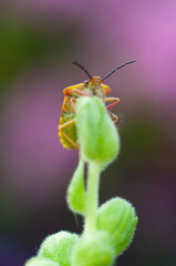 Wall Mural - macro beautiful bug sits on a snapdragon flower macro photography of insects