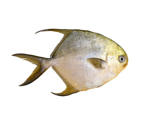 Wall Mural - fresh pomfret isolated