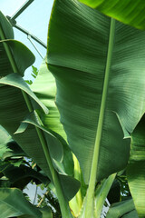 Wall Mural - banana tree with green leaves growing outdoors, closeup