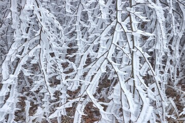 Wall Mural - Icy Frosted Branches Winter Landscape