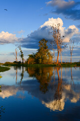 Wall Mural - Bare trees full of neotropic cormorants (Nannopterum brasilianum) at sunset in the wetlands of the Guaporé-Itenez river, near Remanso, Beni Department, Bolivia, on the border with Rondonia, Brazil