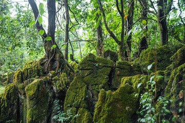 Wall Mural - Green moss in the forest on trees and rocks